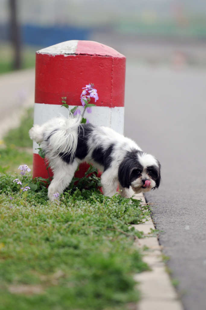 Kutyus lepisil egy utcai oszlopot