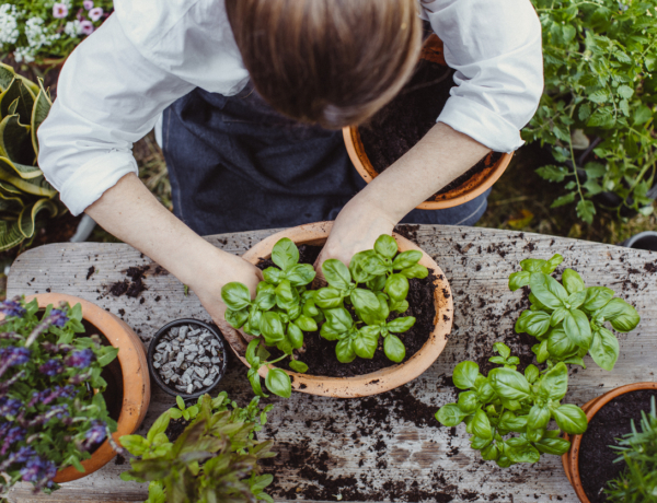 5 növény, amit imádni fogsz, ha könnyen kezelhető kertet szeretnél