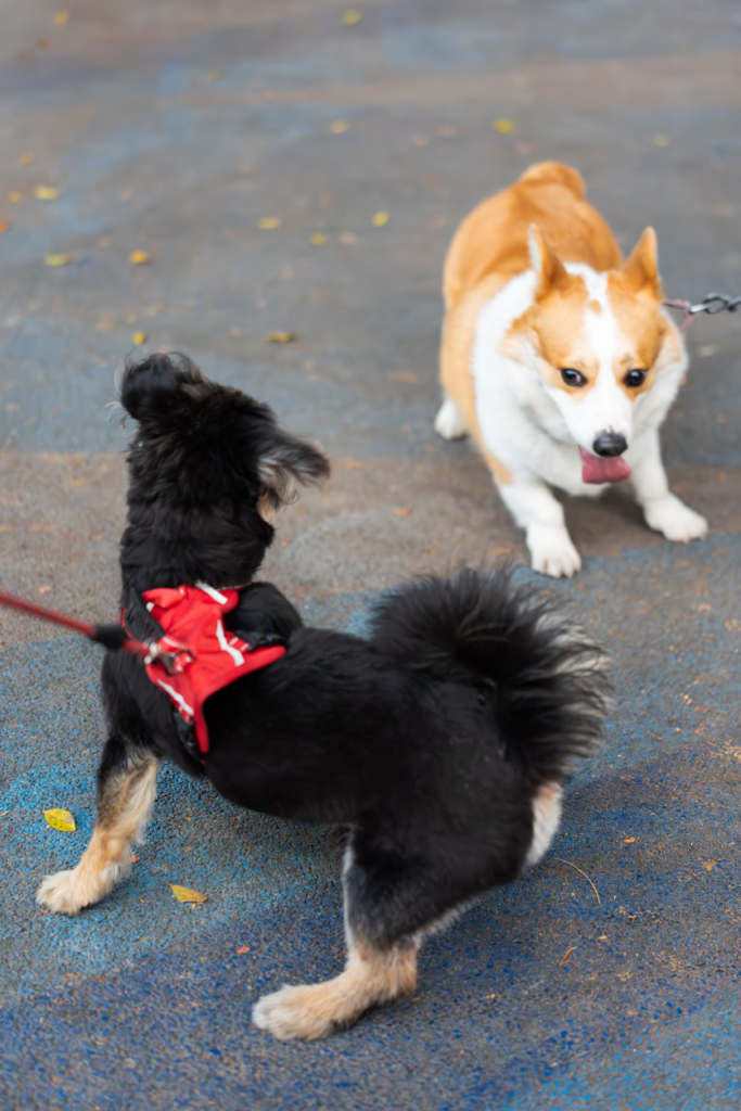 Két kutya pórázon összetalálkozik az utcán