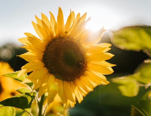 7 virág, amit áprilisban érdemes elültetni – és már nyár elején virágba borítják a kerted