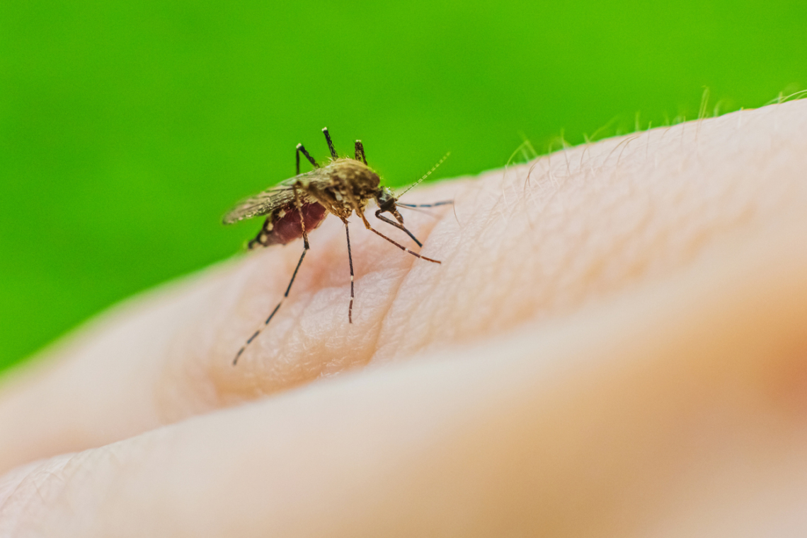 5 tuti tipp, hogy a szúnyogok messze kerüljék a kertedet nyáron