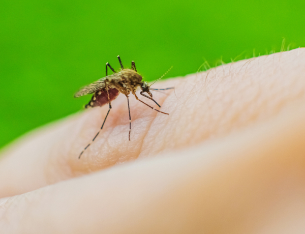 5 tuti tipp, hogy a szúnyogok messze kerüljék a kertedet nyáron