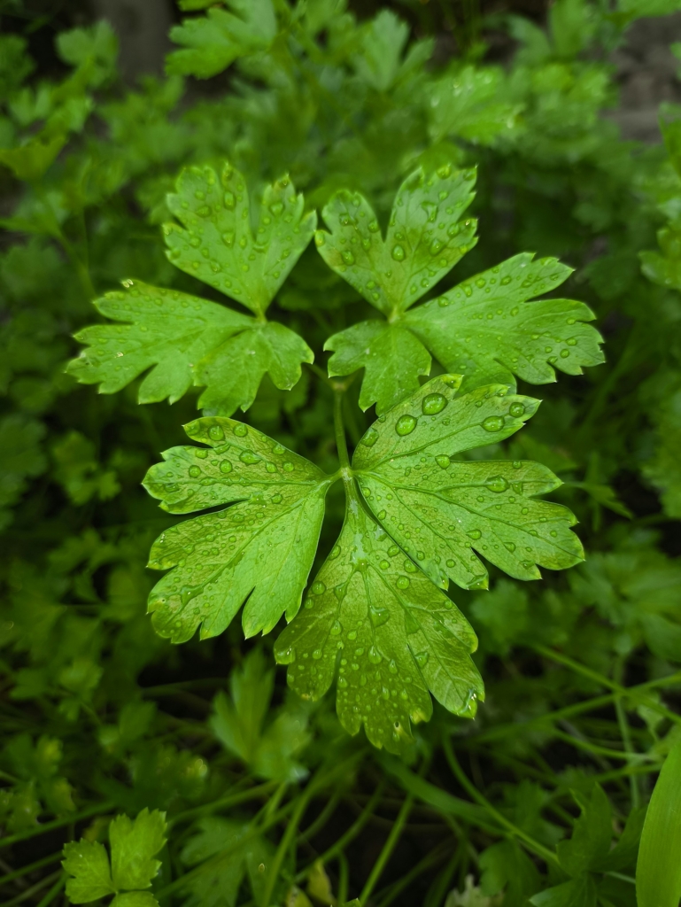 Petrezselyem