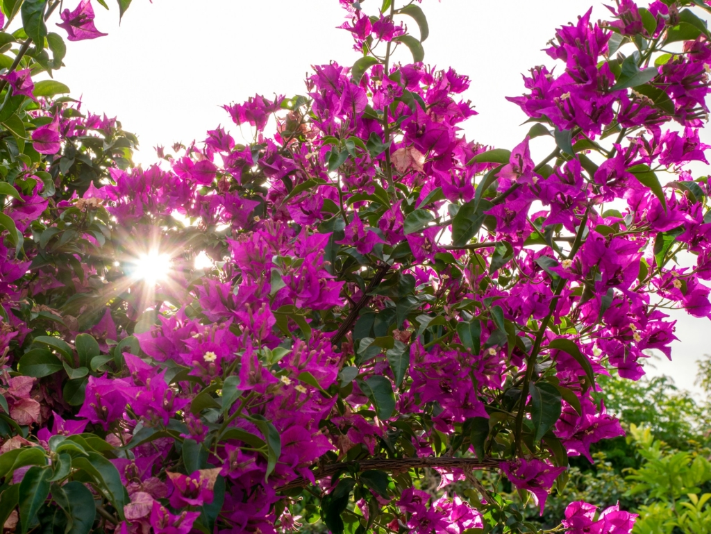 Így gondozd a bougainvilleát, hogy olyan legyen, mint a mediterrán városokban