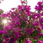 Így gondozd a bougainvilleát, hogy olyan legyen, mint a mediterrán városokban