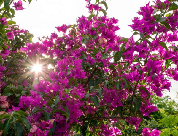 Így gondozd a bougainvilleát, hogy olyan legyen, mint a mediterrán városokban