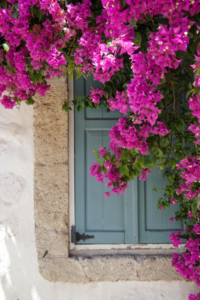 Bougainvillea