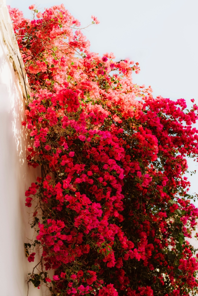 Bougainvillea