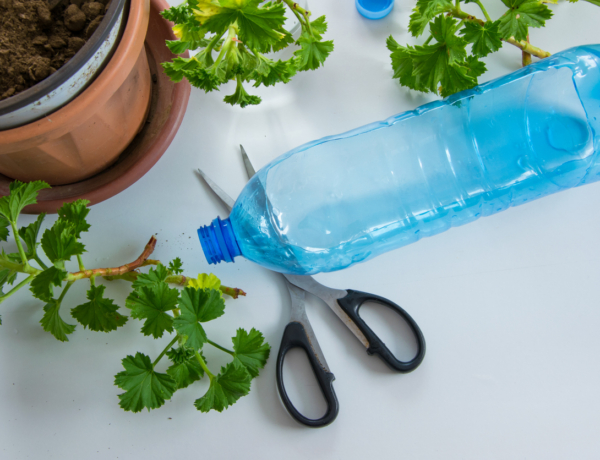 Öntözőrendszer fillérekből: DIY csepegtető palackokból, hogy a növényeid kibírják, amíg nyaralsz