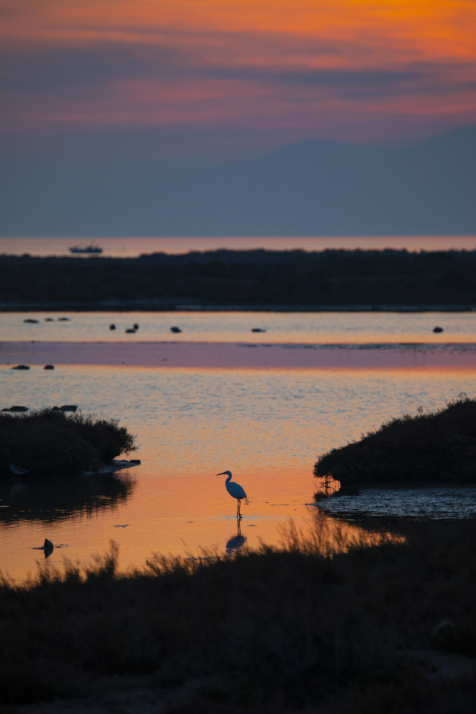 Flamingó az Ebro-delta Nemzeti Parkban