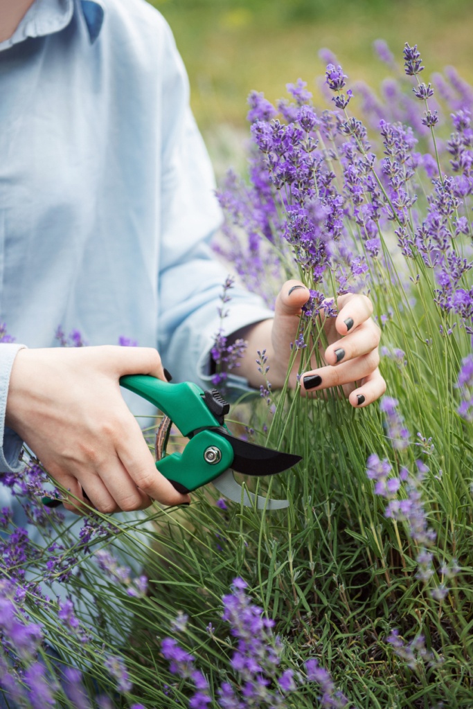 Mujer podando lavanda en el jardín