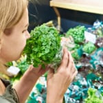 Miért pusztul el olyan hamar a szupermarketben vásárolt fűszernövény? A trükk, amivel megmentheted