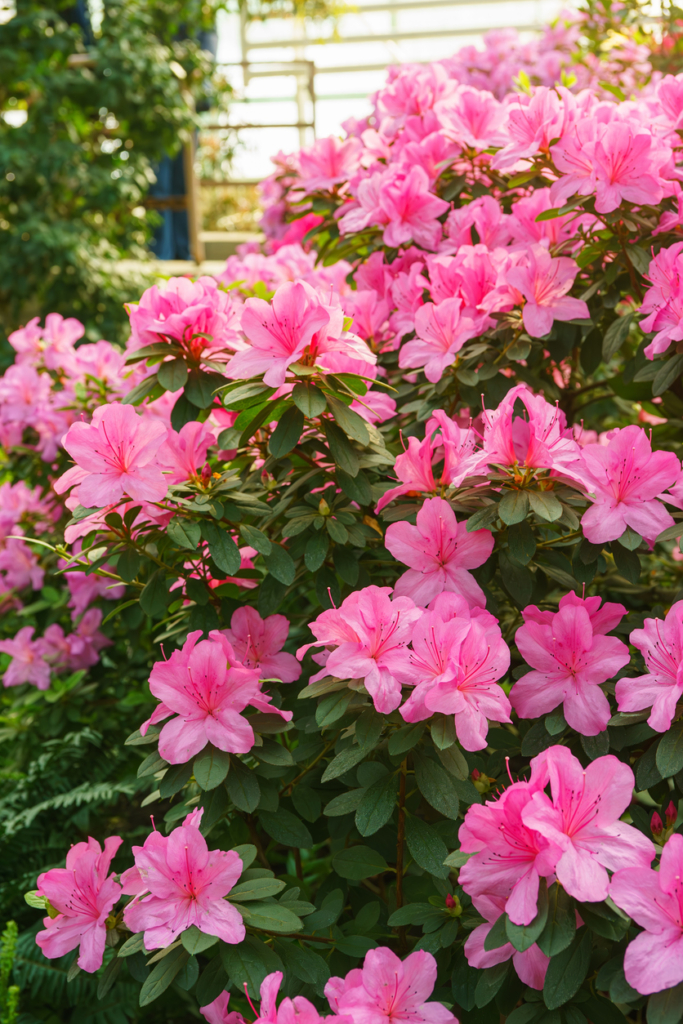 Rododendronok