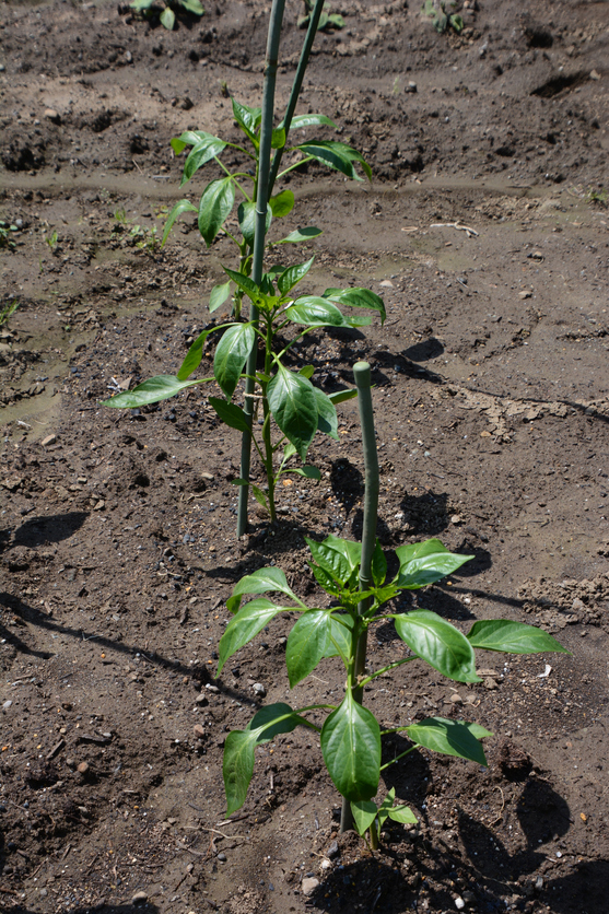 Megkarózott paprika palánta a kertben