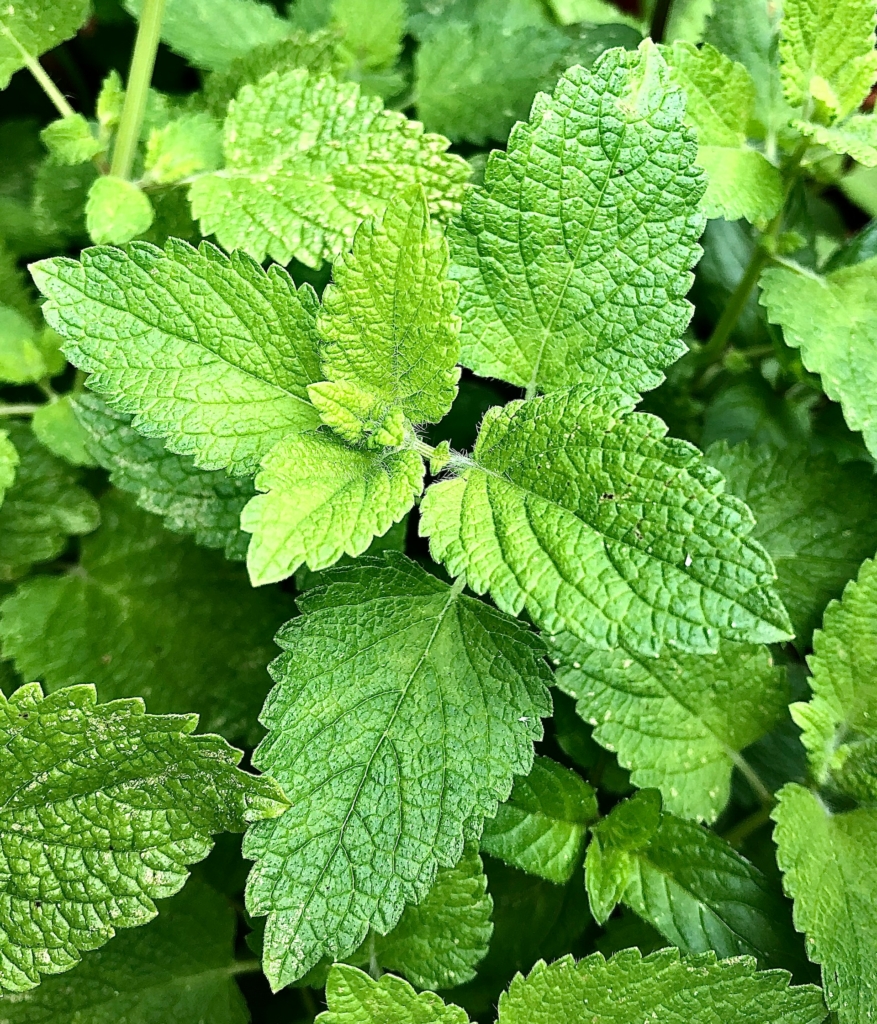 Menta