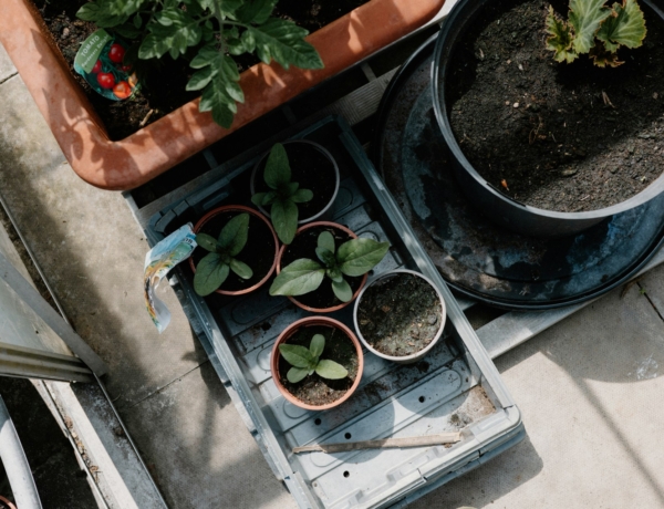 Konténer koktélkert: Így termessz fűszereket stílusosan – kaspóban