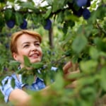5 gyümölcsfa, ami meglepően gazdag termést hoz