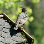 Madárfészket találtál az ereszcsatornában? Ezt semmiképp ne tedd