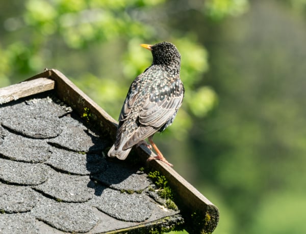 Madárfészket találtál az ereszcsatornában? Ezt semmiképp ne tedd