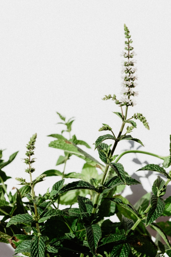 Menta