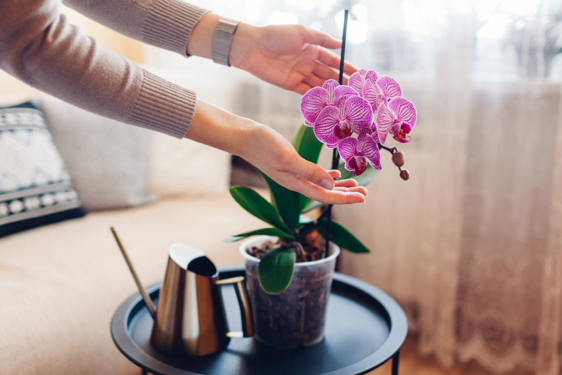 Ha így gondozod az orchideát, hálás lakója lesz az otthonodnak