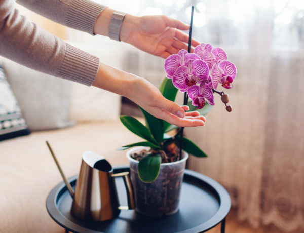 Ha így gondozod az orchideát, hálás lakója lesz az otthonodnak