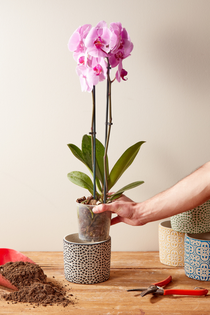Nő cserépbe orchideát ültet