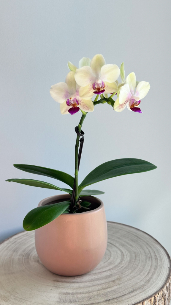 Orchidea cserépben