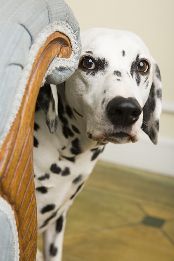 Dalmata kukucskál a kanapé mögül