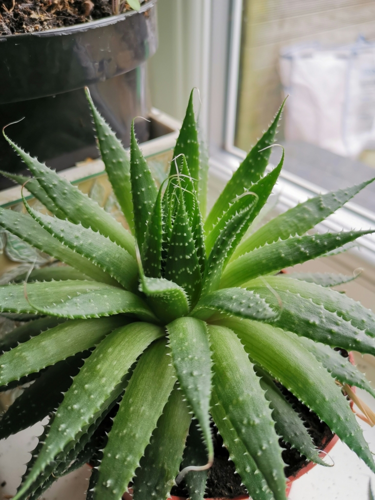 Aloe vera bokor cserépben