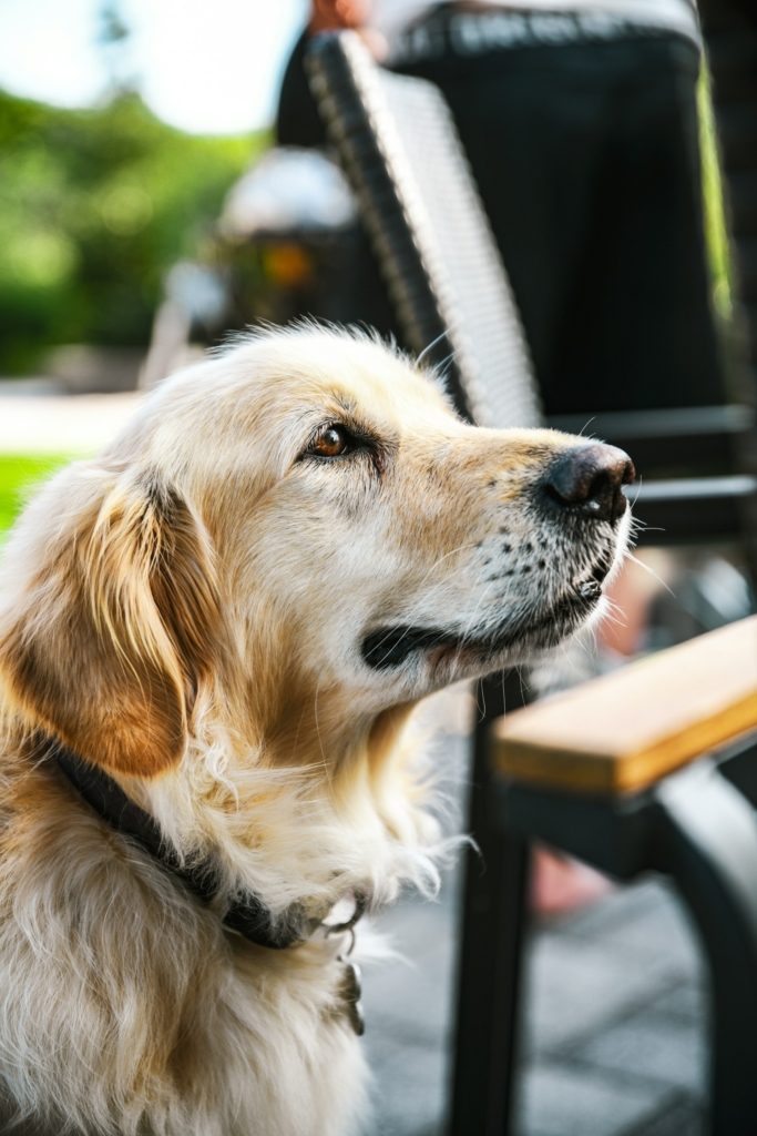 Golden Retriever az asztalnál