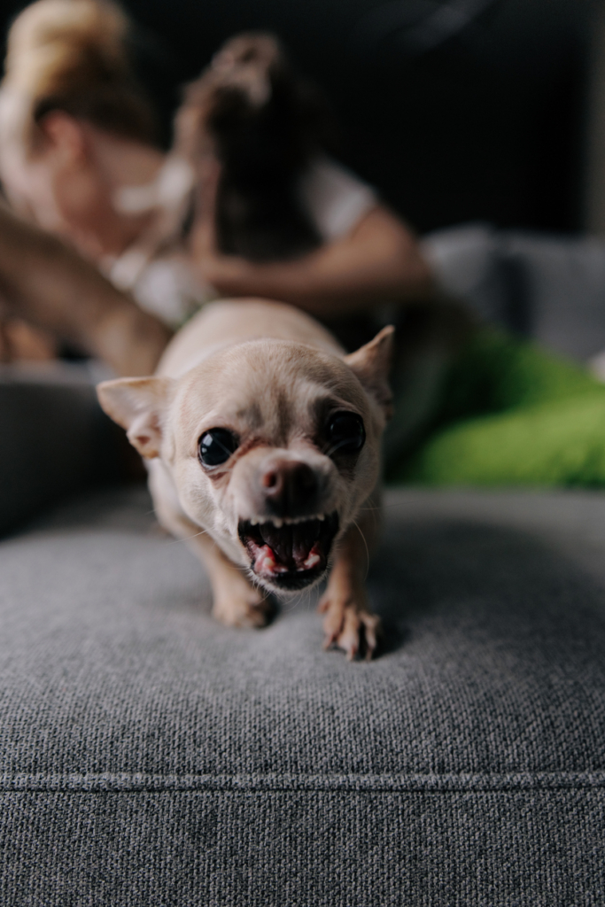 Közeli kép egy morgó chihuahua-ról