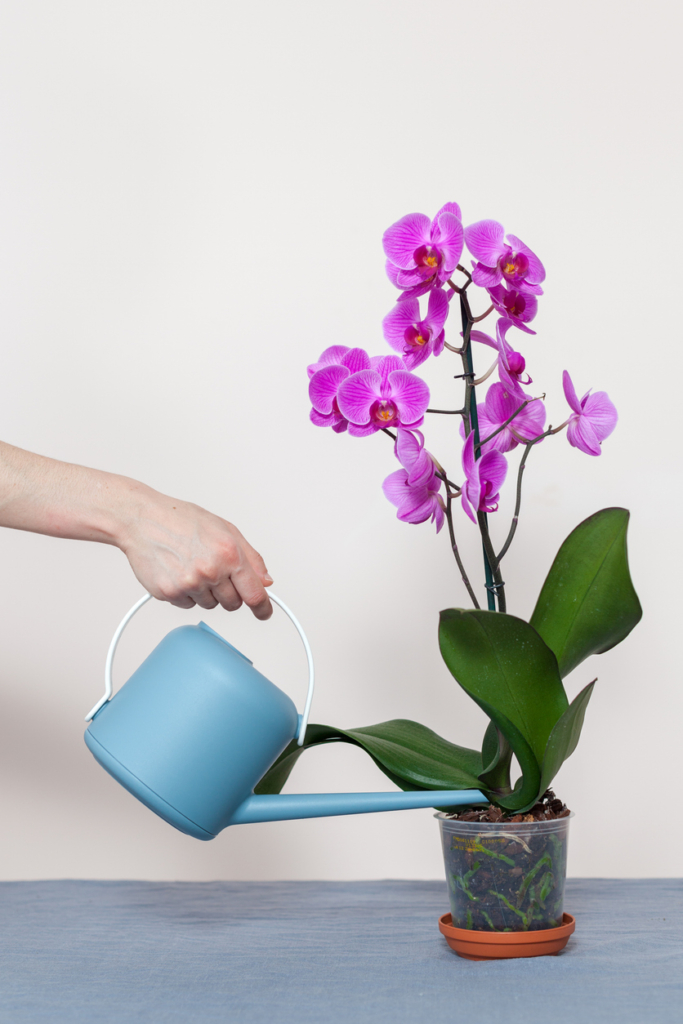 Orchidea öntözése