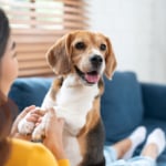 4 gyakori ok, amiért a házikedvenced folyamatosan a nyomodban van