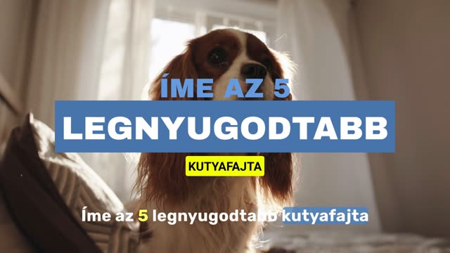 A legnyugodtabb kutyafajták